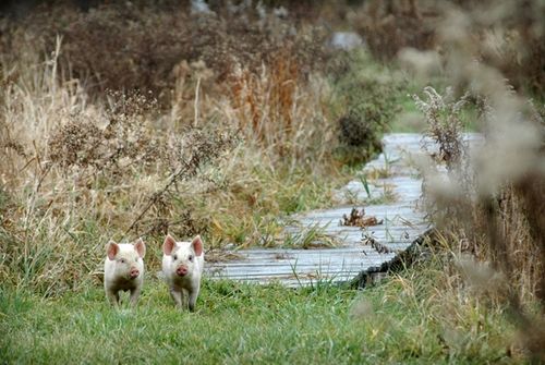 我們的環(huán)境會(huì)好嗎？——“數(shù)說(shuō)”大氣、水、土壤污染防治三大戰(zhàn)役